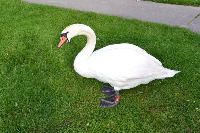 陸に上がった白鳥。足にはナンバープレートが付いています。