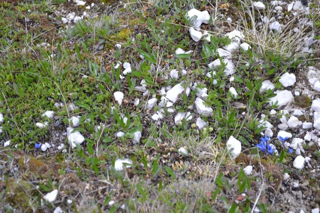 道端には青い高山植物も生えています。