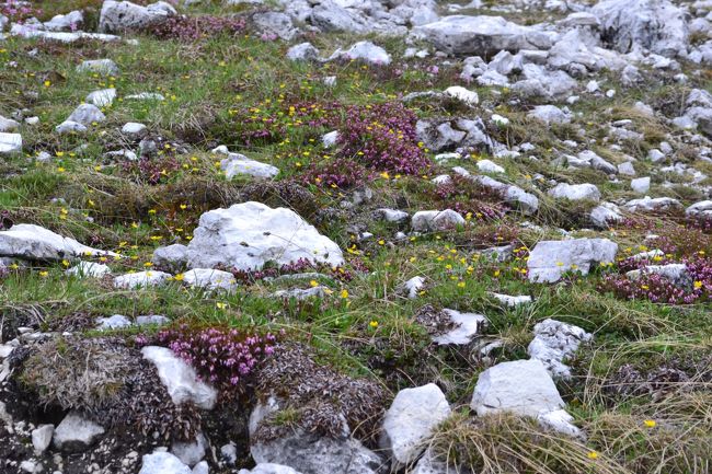 紫の花。<br /><br />しかし、高山植物の種類は、日本の白馬の方が多いですね。
