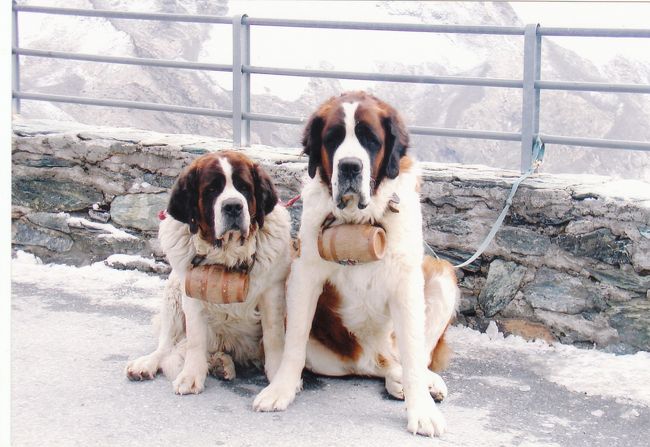 駅の近くには、観光用のセントバーナード犬がいました。写真は有料でした。