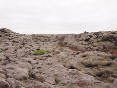 溶岩台地をモコモコの苔が覆っている、エルドフロインEldhraun。
もう少し夏が進むと緑色になるのかな？