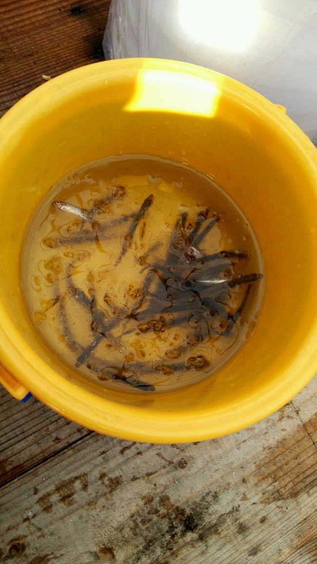 1時間でこれくらい釣れました。