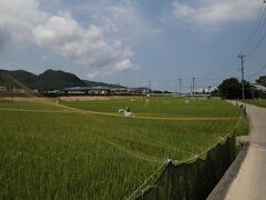 土庄から島の北側へぬけ、海岸沿いに走っていきました。すると大阪城築城の際に切り出された石垣の残り石がある公園に到達、ここから少し山手に進んだところに最初の目的地、北浦です。”
うつくしい稲が青々と育つ田、そこにたくさんのユニークな案山子があり、なかなか楽しい感じが楽しめました。