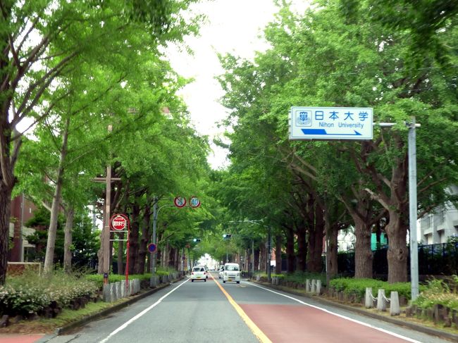 三島市文教町の銀杏並木