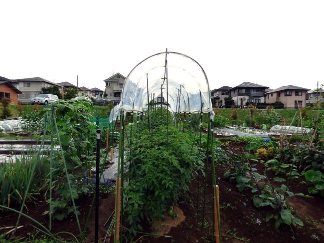 梅雨時の我家の畑