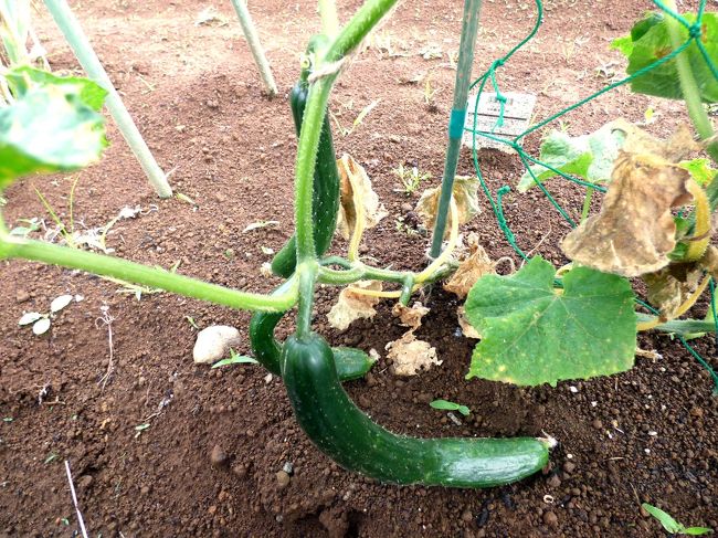収穫を待つキュウリ