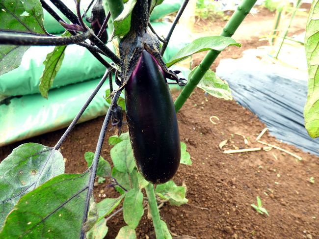 収穫を待つナス