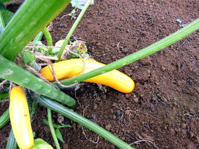 収穫を待つズッキーニ