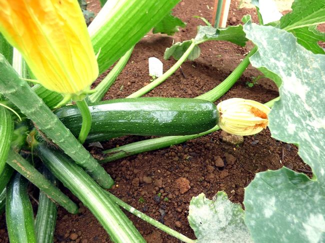 収穫を待つズッキーニ