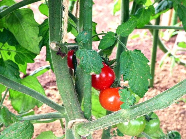 収穫を待つミニトマト