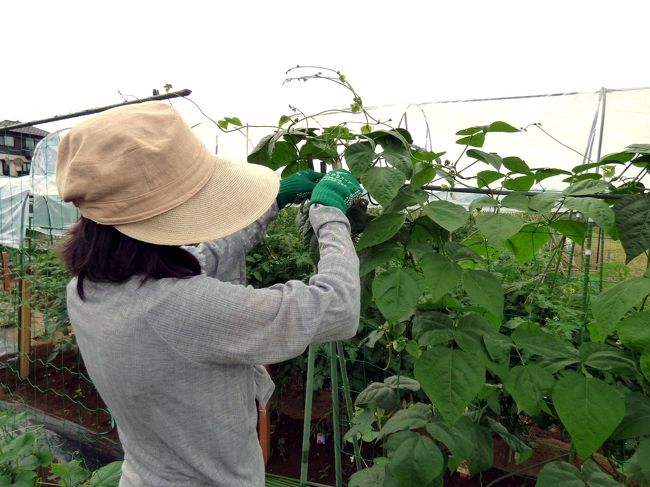 インゲンの収穫