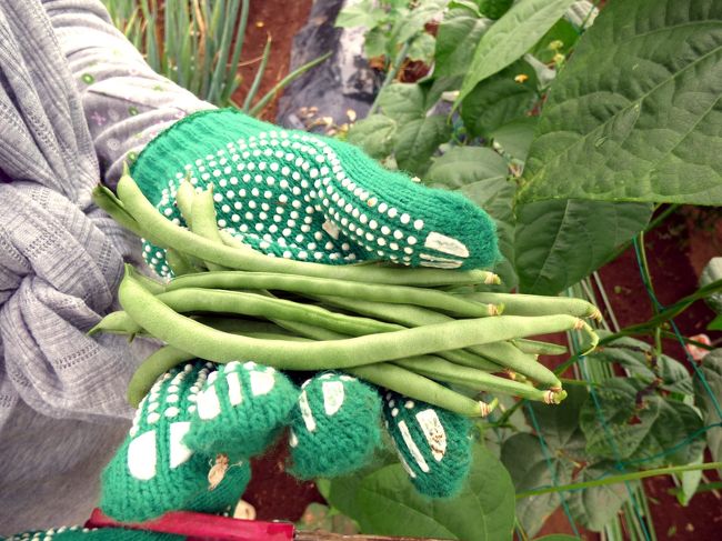 収穫したインゲン