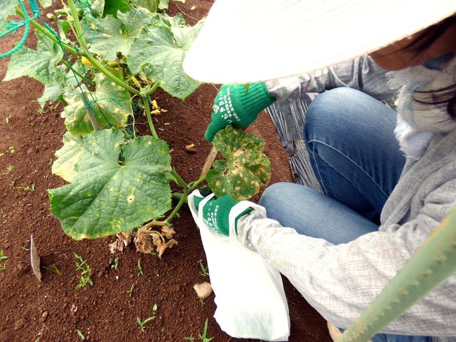 キュウリの収穫