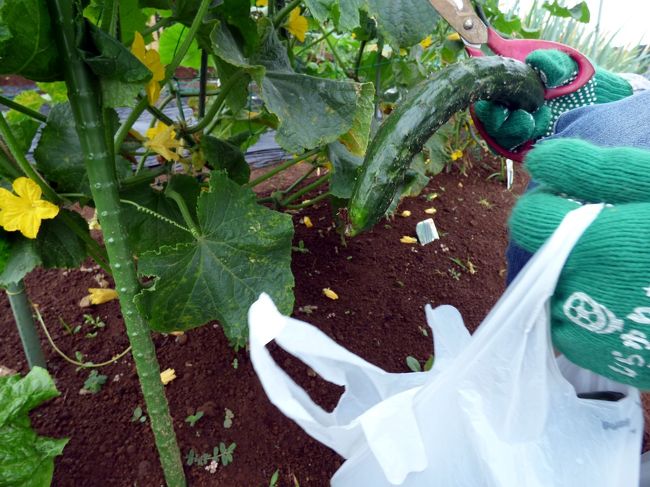 収穫したキュウリ