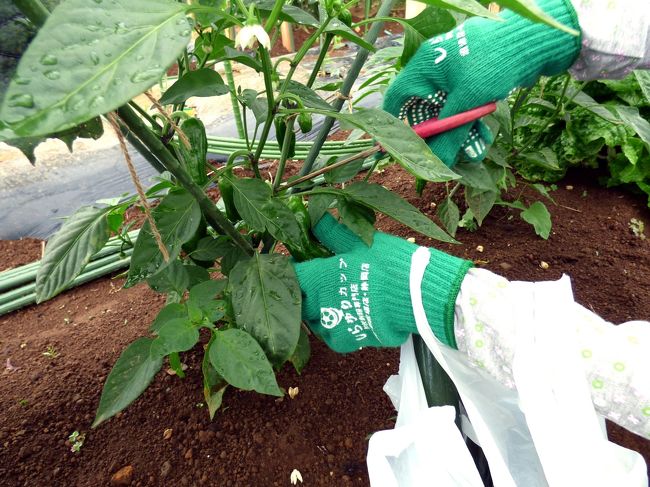 ピーマンの収穫