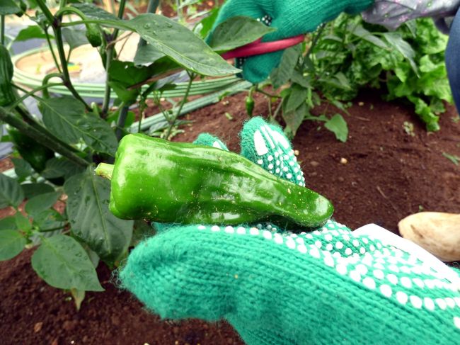 収穫したピーマン