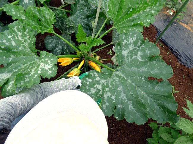 ズッキーニの収穫