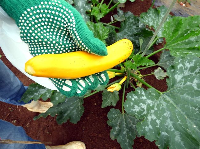 収穫したズッキーニ