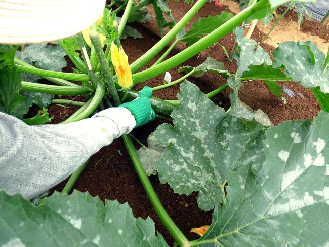 ズッキーニの収穫