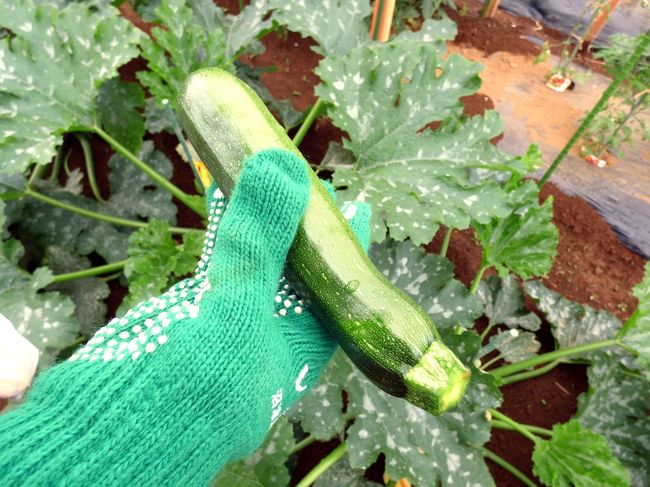 収穫したズッキーニ