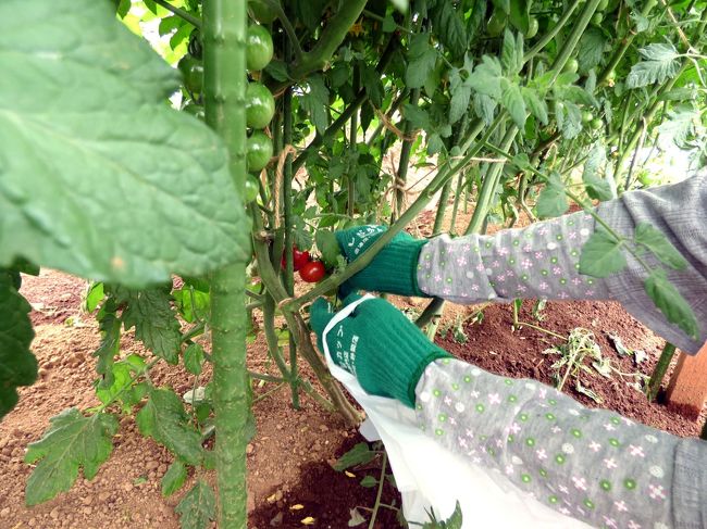 ミニトマトの収穫