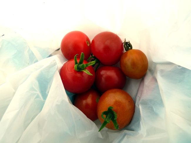 収穫したミニトマト