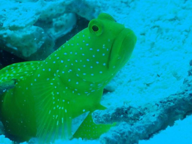 可愛いいですね〜