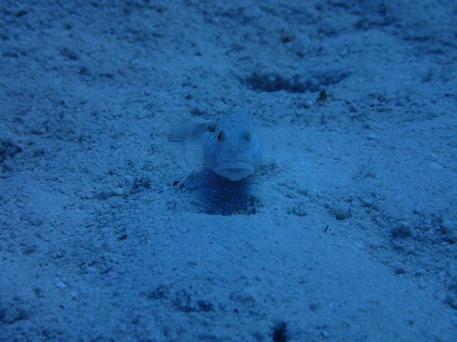 動きが早いのでライトあてれません 焦