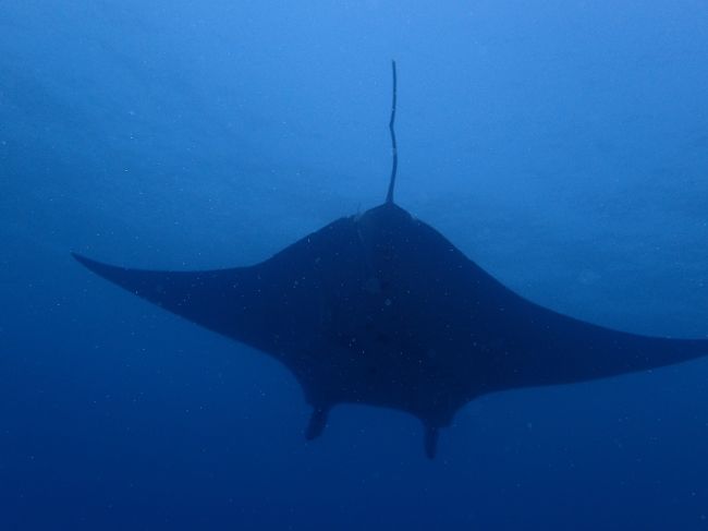 川平のマンタ君に興味なしです<br />濁りすぎです〜