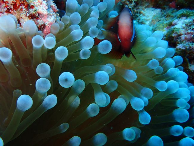 ニモさんの正面です〜