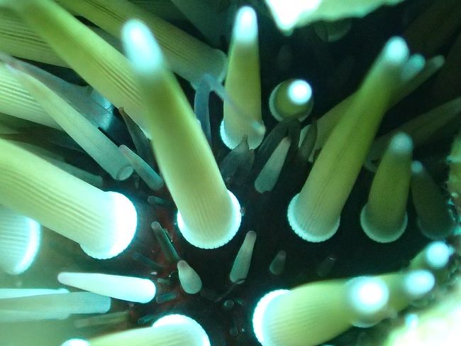 なんでも顕微鏡モード〜笑