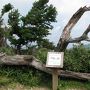 剣山の「天涯の花」と巨大岩塔と周辺の静寂峰(貞光川水系と剣山山系の景勝・二～三日目)