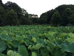 さらに30分ほど歩いて薬師池公園へ。蓮池が鮮やかです