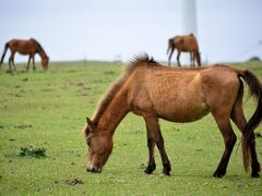 ≪（ひとつ前の旅行記で）与那国島でのドライブの続きとして、島の最東端の「東崎」から祖納集落へと向かい、島内を１周してきました♪≫


　その模様はコチラ：http://4travel.jp/travelogue/11151876