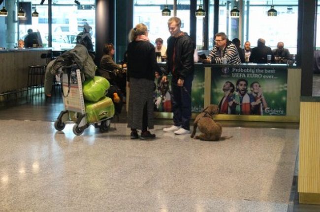【入国〜！】到着ゲートを過ぎると・・・<br />・空港内にワンコがごろごろいる！<br />・空港内のコンビニalepa、品ぞろえがいい上にそれほど高そうでもない。<br />・インフォメーションで地図をゲット。<br />・トラムの路線図はもらい忘れた。<br /><br />そうこうするうちにダーの友人Ｍ氏が「お久しぶりです〜^^」と登場。<br />なぜ!? 待ち合わせ場所決めてなかったのに！<br />「いや、だいたいこの辺だろうと」。<br /><br />・・・というぐらい、コンパクトな空港なんですね。<br /><br />何はともあれ、Ｍ氏の車でヘルシンキ市内へ。ありがとう！