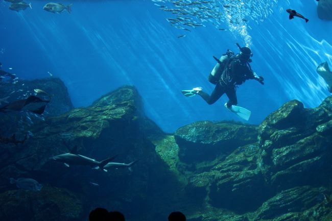 入ってすぐ大水槽があります