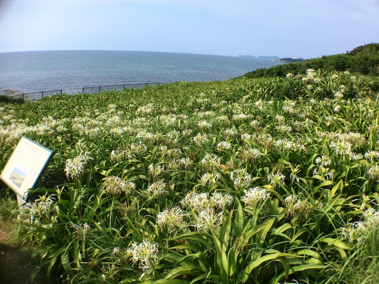 夏井ヶ浜のはまゆう群生地です。

南方の花で、7月・8月が見ごろで、ちょうど咲いていました。