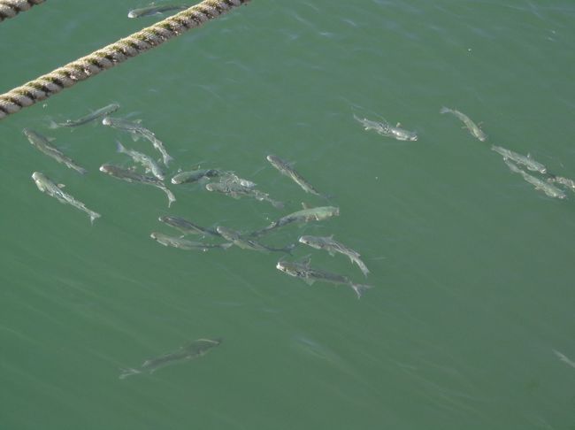 テージョ川はあまり綺麗ではないのですが、<br />魚がウジャウジャいます