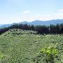 御嶽神社と日の出山登山の旅