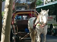 道庁を出た所に馬車もいました。
札幌では人気者の様ですね！