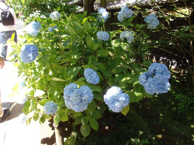 東慶寺アジサイ