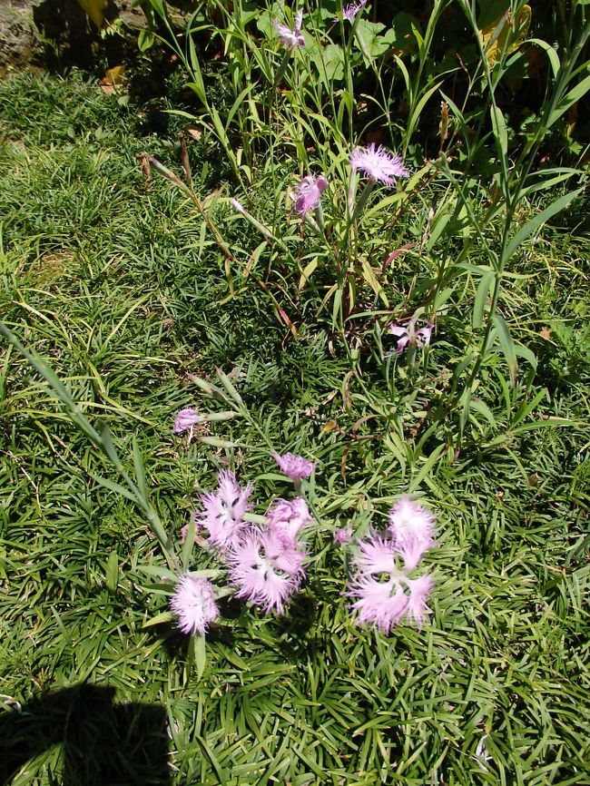東慶寺ナデシコ