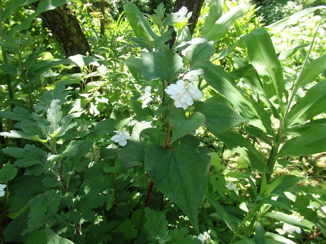 東慶寺八重ドクダミ