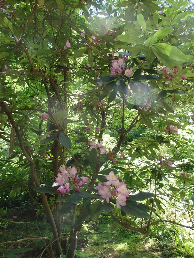 東慶寺シャクナゲ
