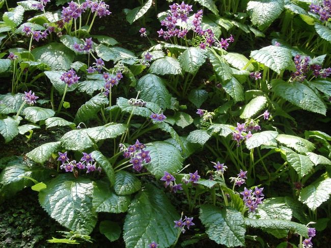 東慶寺イワタバコ