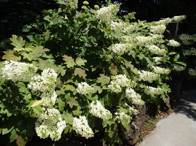 葛原岡神社カシワバアジサイ