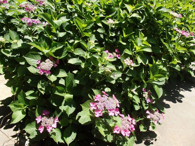 葛原岡神社アジサイ