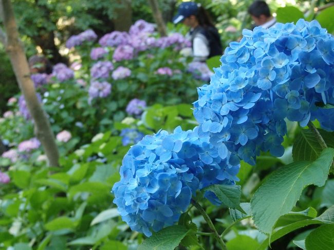 長谷寺アジサイ