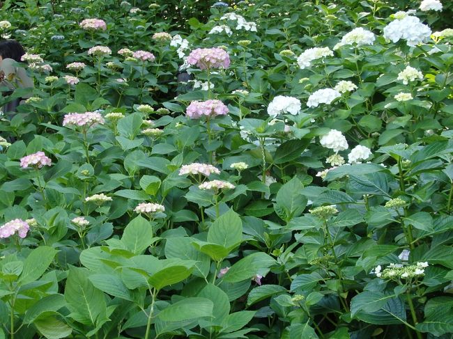 長谷寺アジサイ