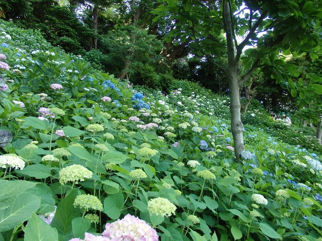長谷寺アジサイ
